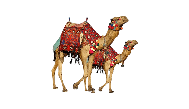 png-clipart-two-brown-camels-bactrian-camel-dromedary-camel-safari-display-resolution-real-camel-two-leave-the-material-image-file-formats-removebg-preview